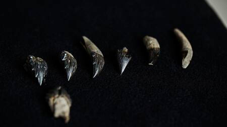 Gran hallazgo: descubrieron los restos de una ballena con dientes afilados y ojos del tamaño de pelotas de tenis en Australia