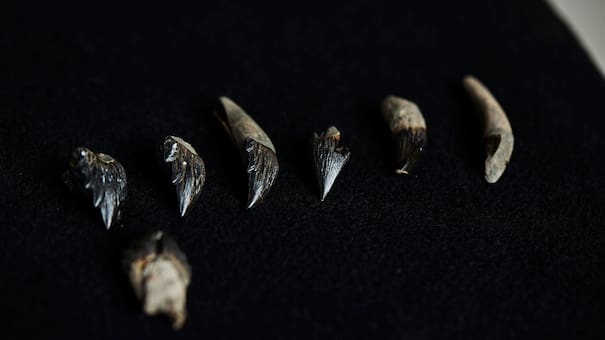 Gran hallazgo: descubrieron los restos de una ballena con dientes afilados y ojos del tamaño de pelotas de tenis en Australia