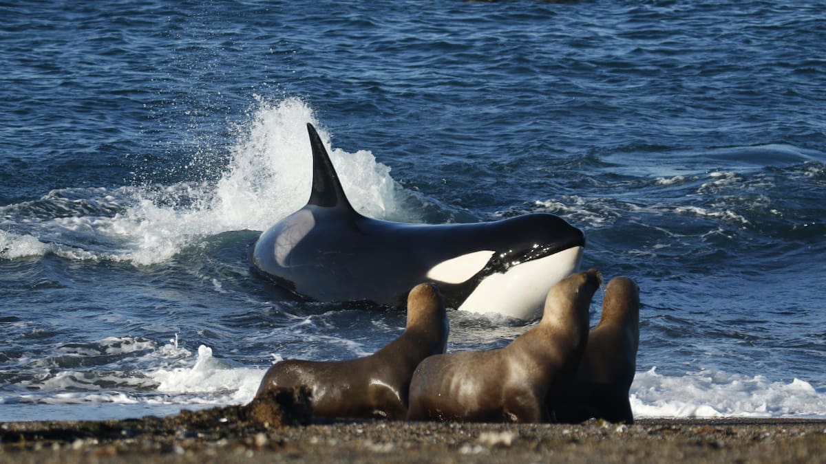 Temporada de orcas en la Península de Valdés . Foto: X/@infosuractual