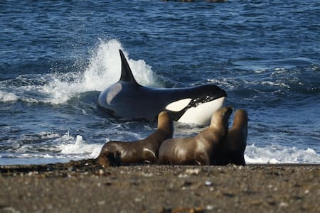 Temporada de orcas en la Península de Valdés . Foto: X/@infosuractual