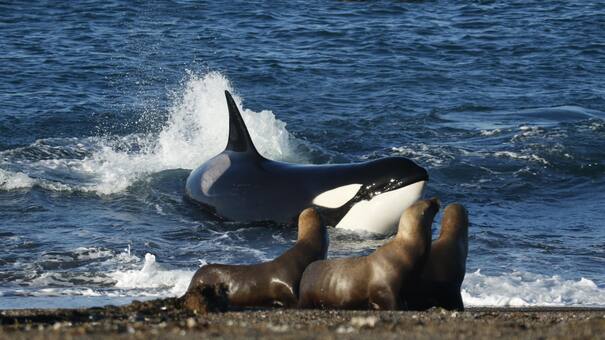 Temporada de orcas en Península Valdés: cuándo es el mejor momento para verlas desde la costa