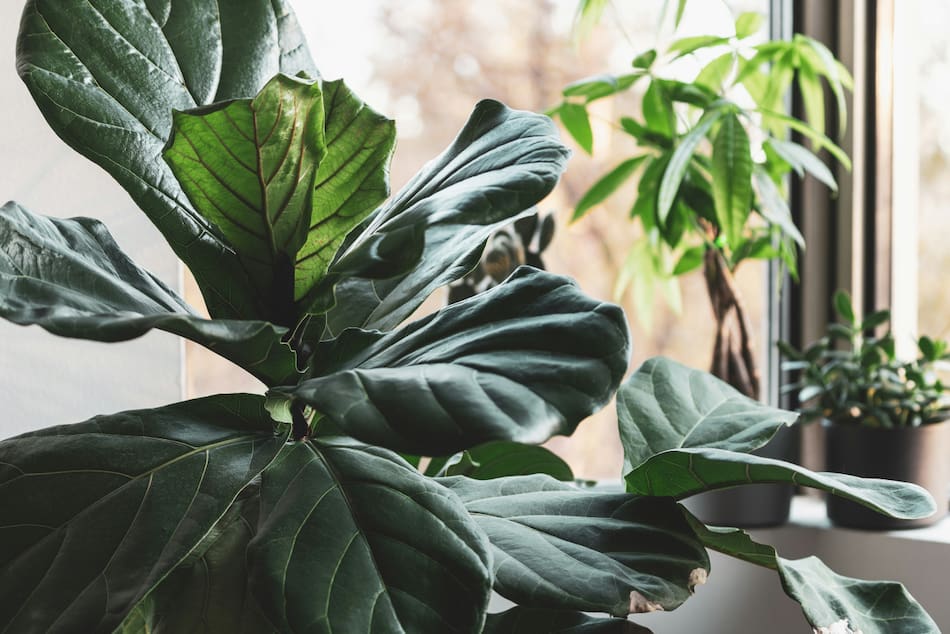 Plantas, naturaleza, decoración. Foto: Unsplash