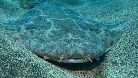 angelote (Squatina squatina)