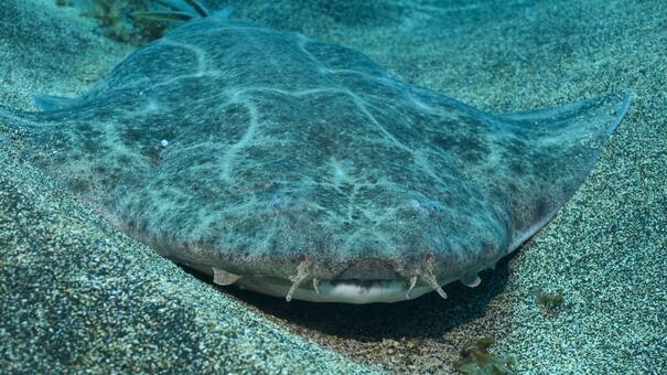 Su futuro en riesgo: las hembras de angelote cambian sus rutinas de apareamiento debido al calentamiento del océano