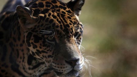 Un jaguar en el Santuario Reino Animal en Oxtotipac Otumba, México . Foto: EFE.