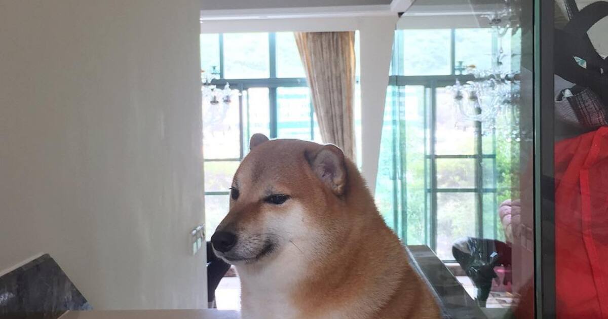 Murió 'Cheems', el popular perro de los memes | canal26.com