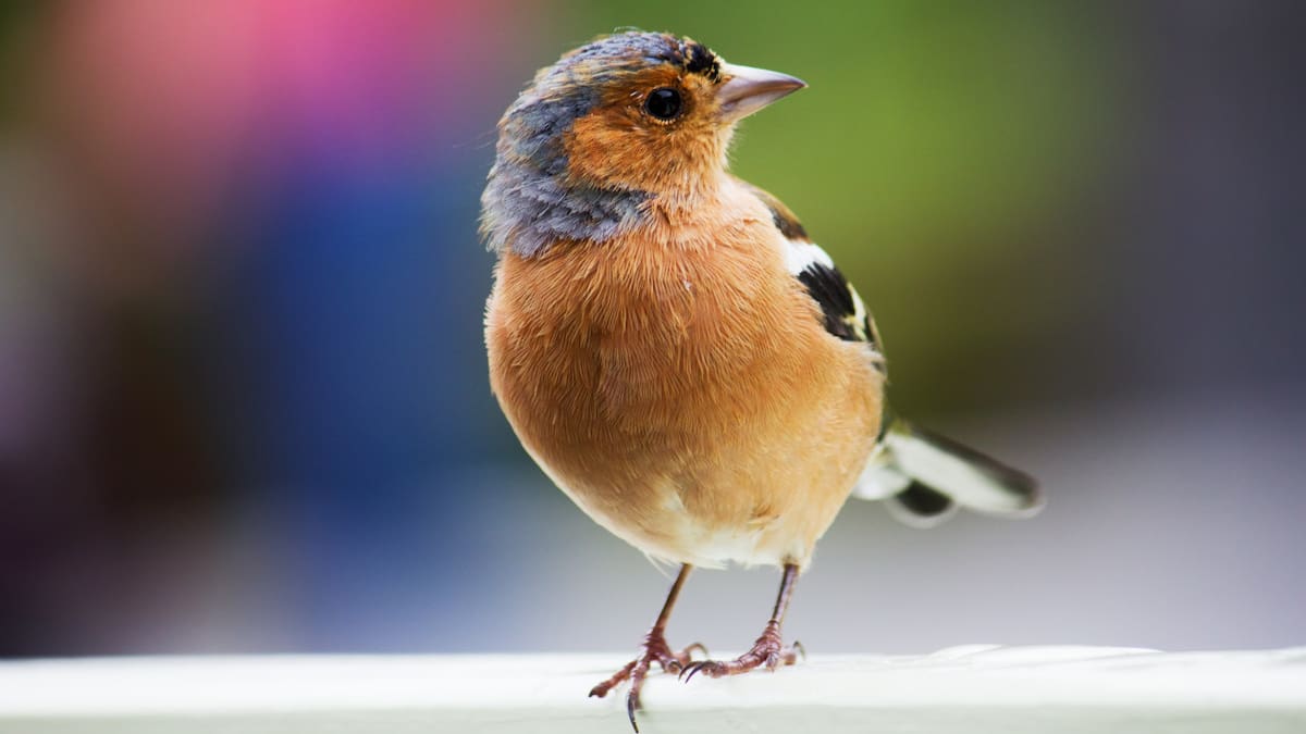 Secreto revelado: ¿por qué los pájaros duermen parados?