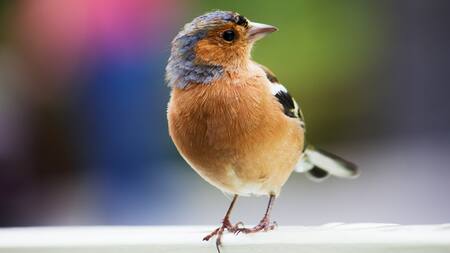 Pájaro. Foto: Unsplash