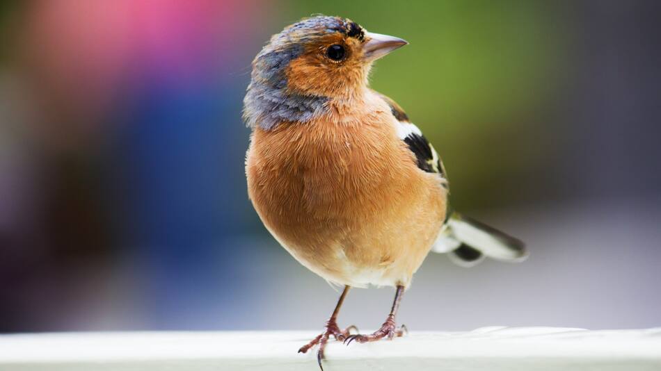 Pájaro. Foto: Unsplash