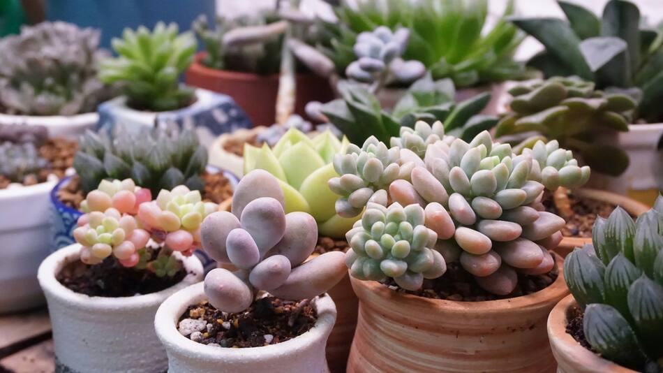 Sedum. Foto: Unsplash.
