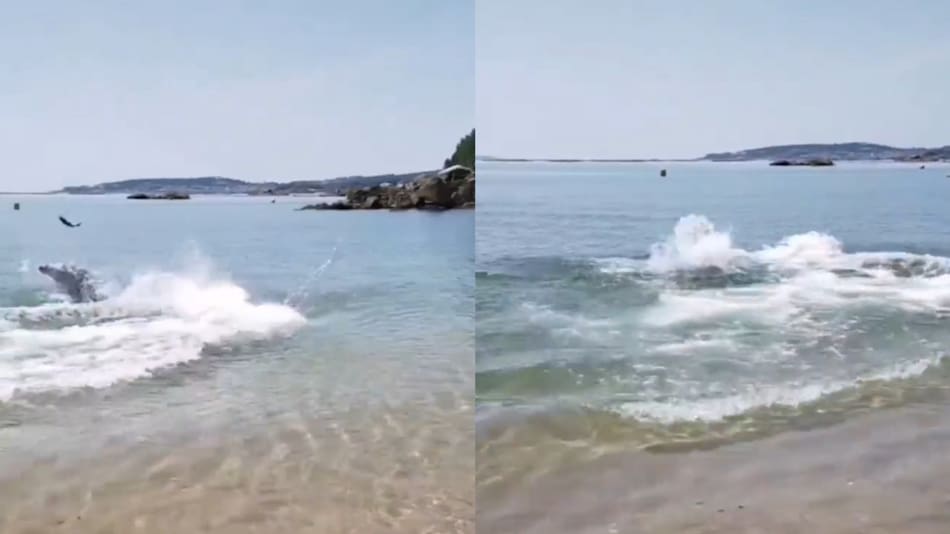 Delfines cazando en una playa de España. Foto: captura video.