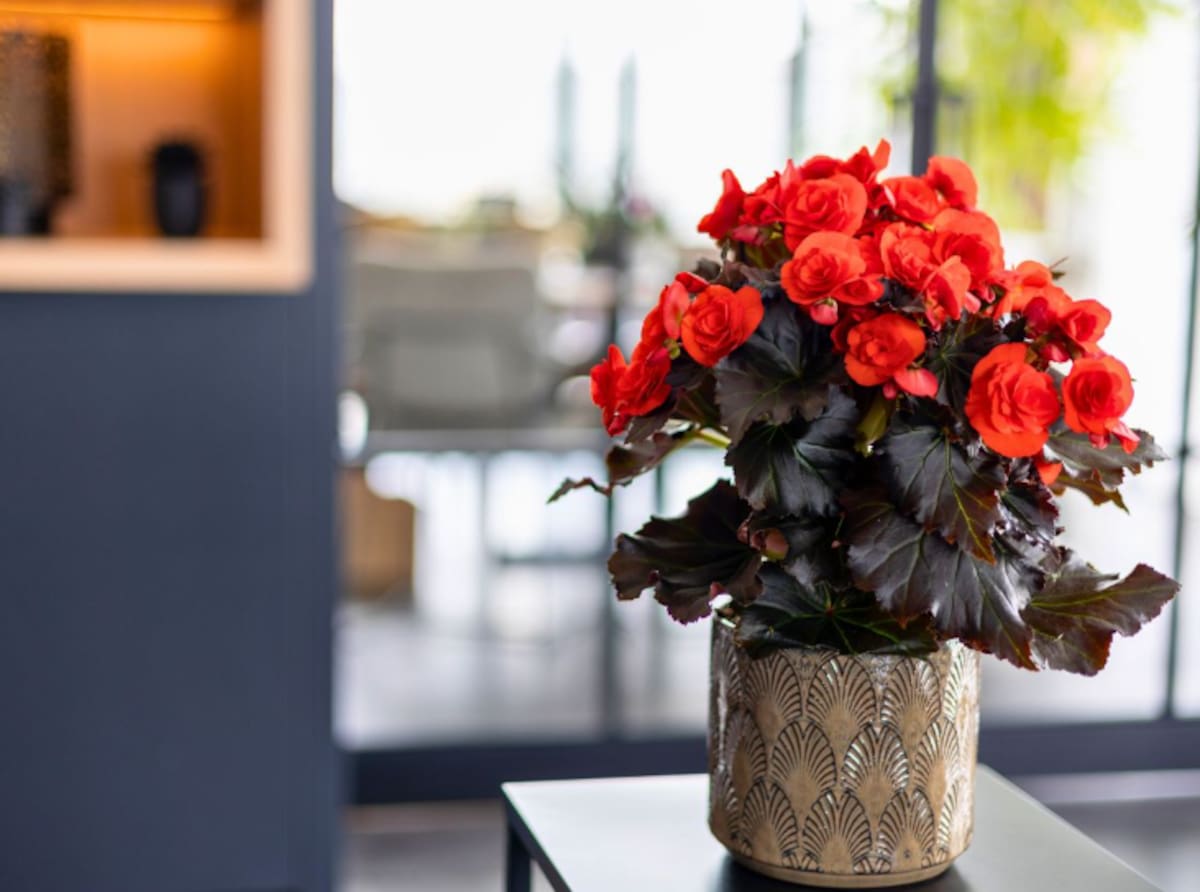 Flores ideales para espacios interiores