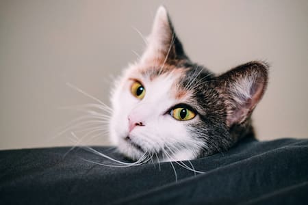 Gato. Foto: Unsplash