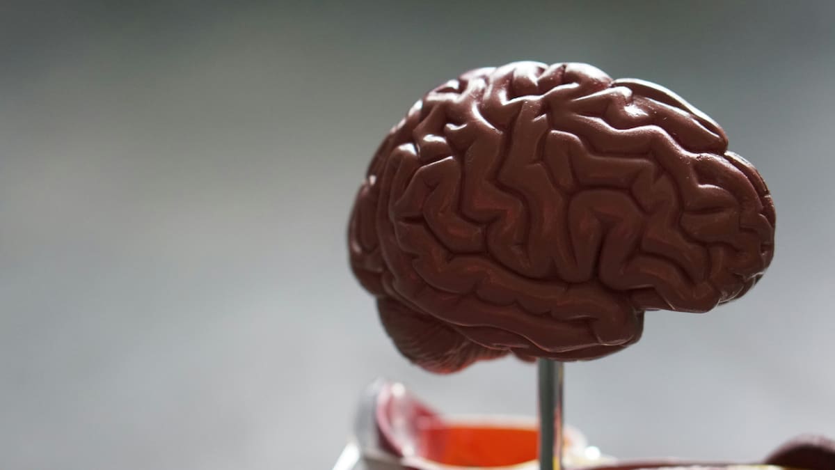 Cerebro. Fuente: Unsplash