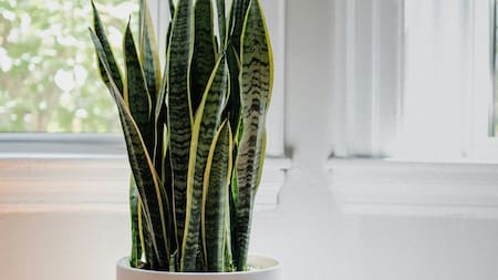 Cúrcuma en la lengua de suegra: para qué sirve y por qué lo recomiendan