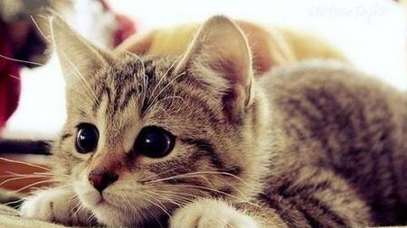 Día Internacional del gato