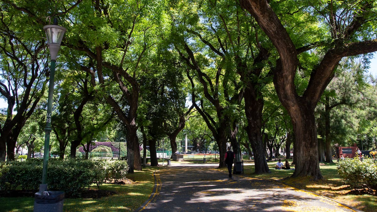 El árbol más resistente de América del Sur.