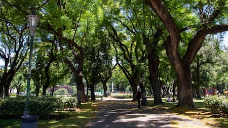 El árbol más resistente de América del Sur.