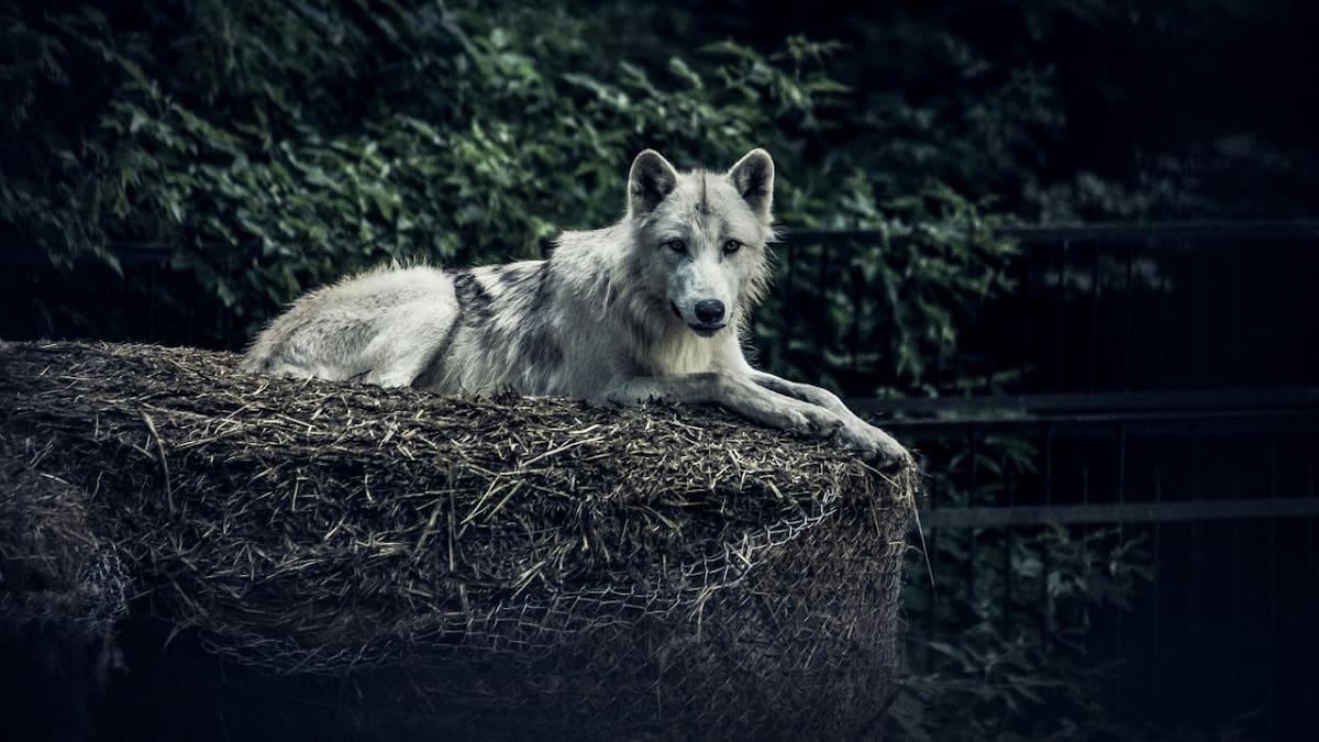 Lobo huargo. Foto: Unsplash.