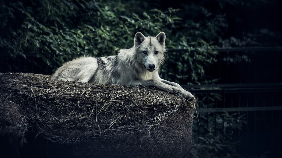 Lobo huargo. Foto: Unsplash.