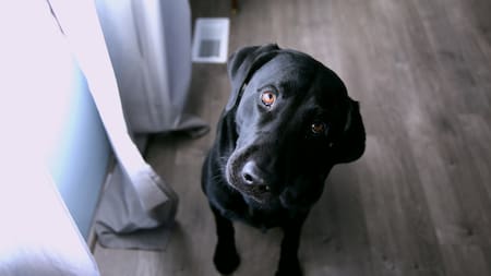 Estudio asegura que los perros saben si las personas mienten. Foto: Unsplash.