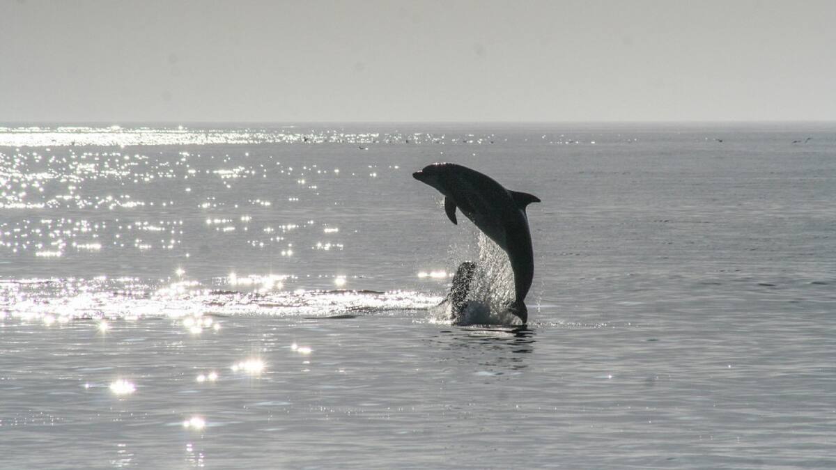 El único río de Sudamérica donde los delfines nadan. Foto: Unsplash