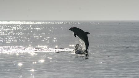 El único río de Sudamérica donde los delfines nadan. Foto: Unsplash