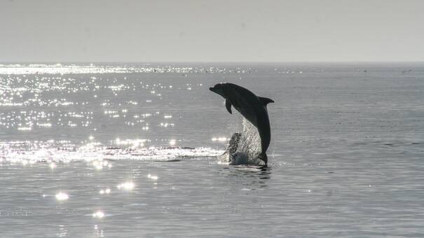 Un espectáculo exclusivo: el único río de Sudamérica donde los delfines nadan y cautivan con su belleza