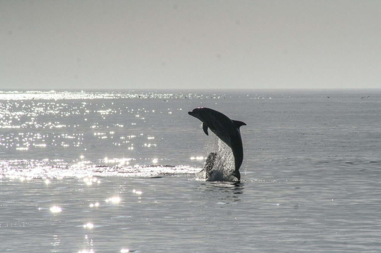 El único río de Sudamérica donde los delfines nadan. Foto: Unsplash