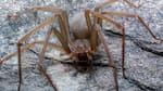 Evitar picaduras y accidentes: cómo detectar a una araña violinista con la cámara de tu teléfono celular