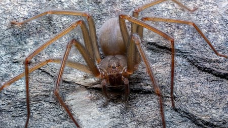 Evitar picaduras y accidentes: cómo detectar a una araña violinista con la cámara de tu teléfono celular