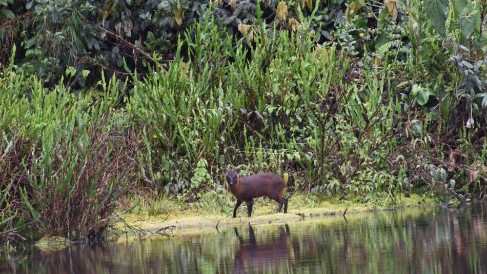Descubrieron una nueva especie de mamífero en Perú. Foto: EFE.