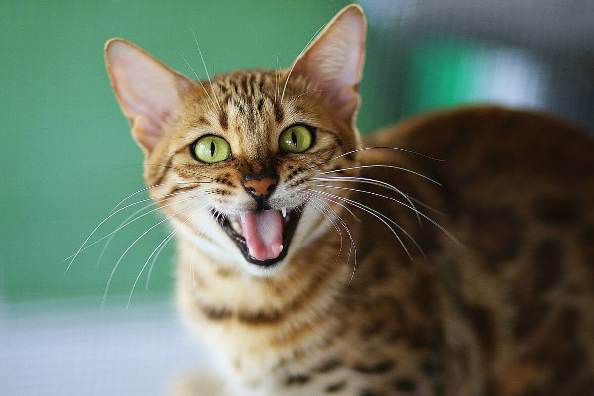 Gato bengalí. Foto Unsplash