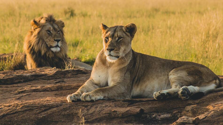 Leon, animales, naturaleza. Foto: Unsplash