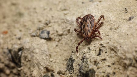 Estos parásitos pueden transmitir distintas bacterias y causar enfermedades a través de la picadura. Foto: Unsplash.