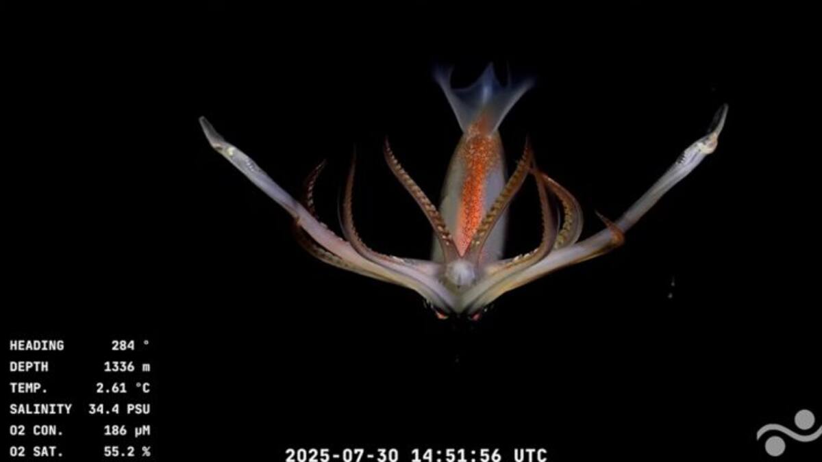 Animales hallados en la investigación del CONICET transmitida en vivo