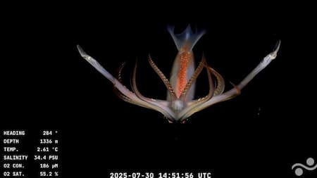 Animales hallados en la investigación del CONICET transmitida en vivo