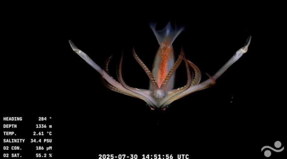 Animales hallados en la investigación del CONICET transmitida en vivo.