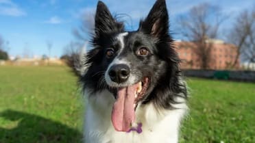 Comportamiento canino: qué significa que tu perro saque la lengua varias veces al día en verano