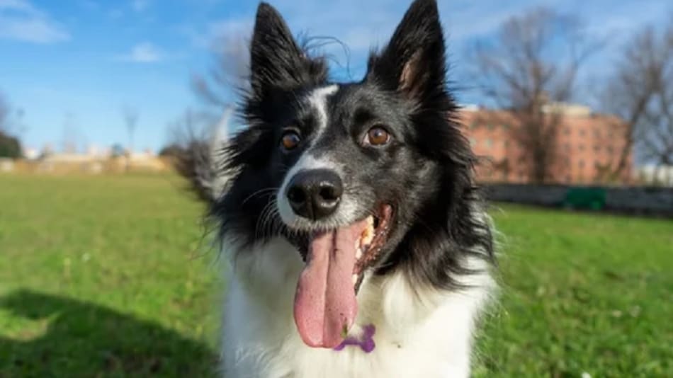 Qué explicación tiene que un perro esté con la lengua afuera durante mucho tiempo varias veces al día.