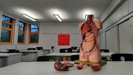 ¿Cuál es el órgano más grande del cuerpo humano? Foto Unsplash