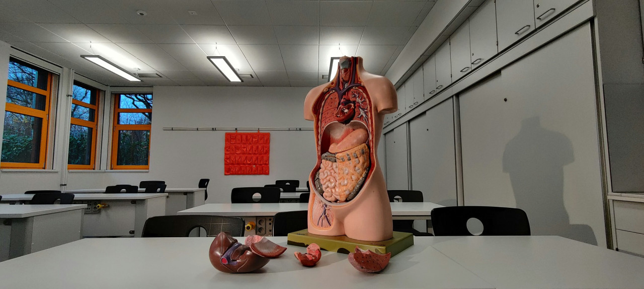 ¿Cuál es el órgano más grande del cuerpo humano? Foto Unsplash