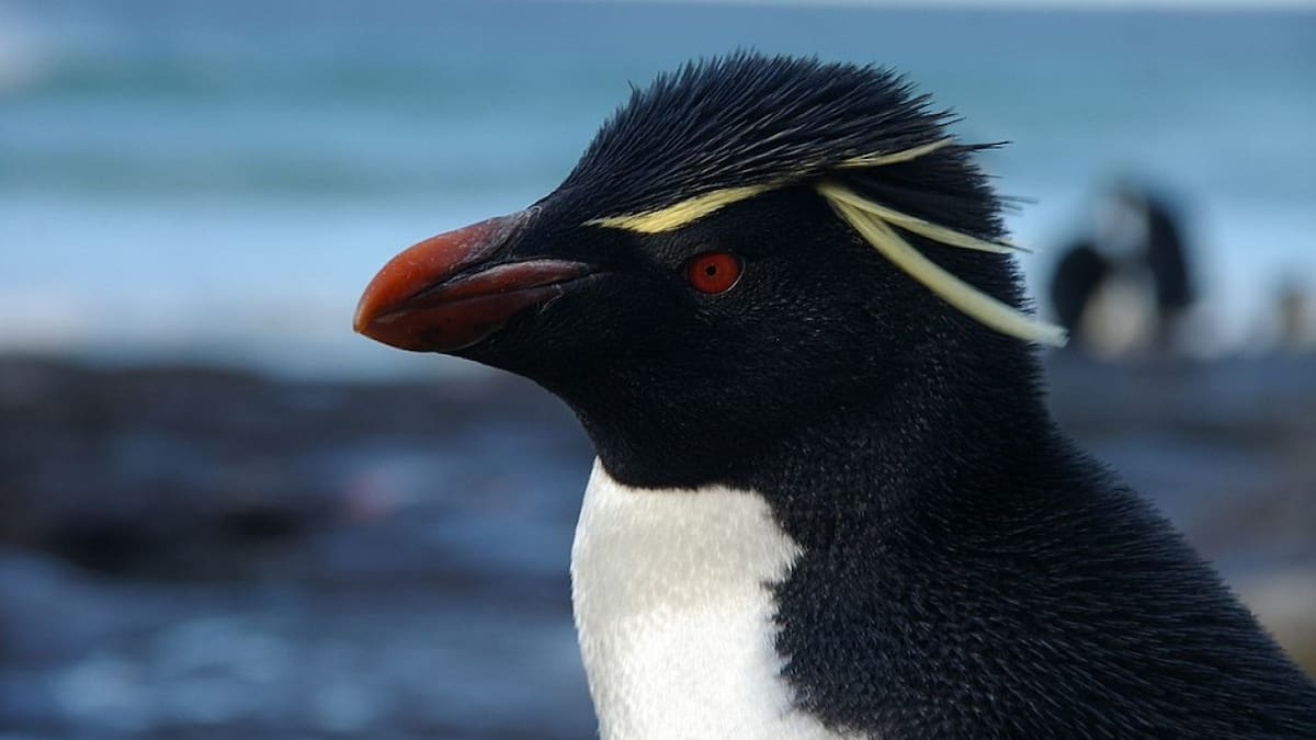 Islas Malvinas, un oasis de biodiversidad: cuáles son las especies autóctonas en peligro de extinción