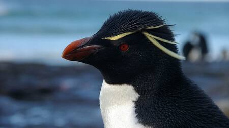 Pingüino de penacho amarillo. Foto: Wikipedia.
