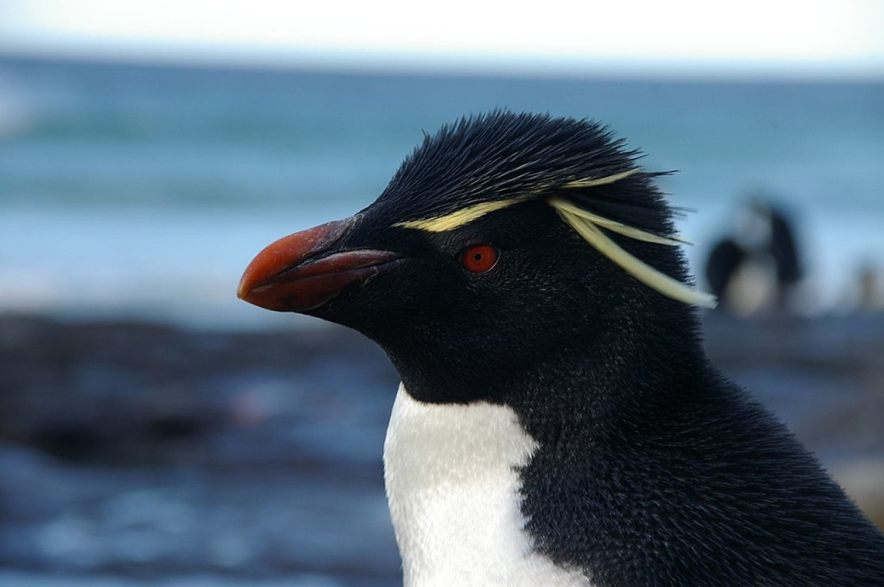Pingüino de penacho amarillo. Foto: Wikipedia.