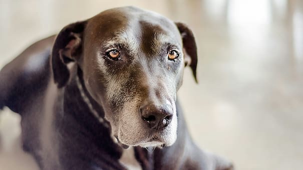 A qué edad se empieza a considerar un perro viejito, según los veterinarios