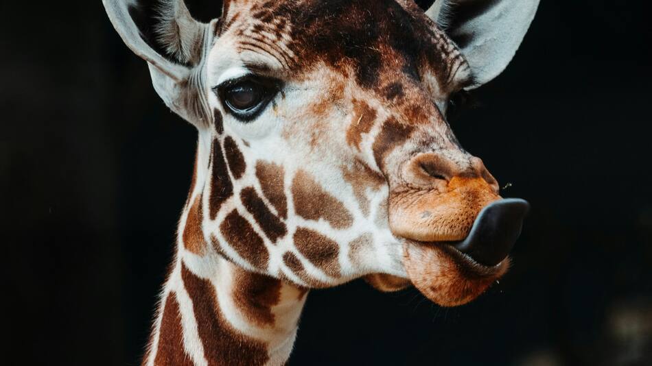 Jirafas. Foto: Unsplash