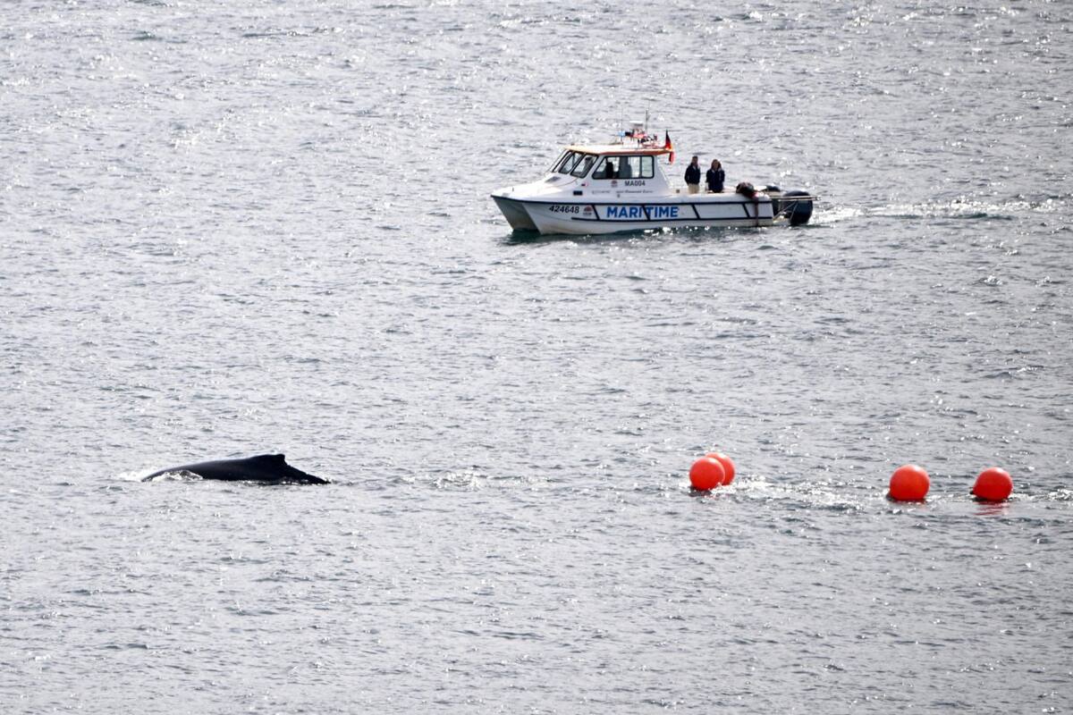 Liberan a una ballena que se quedó atrapada en redes de pesca en la bahía de Sídney. Foto: EFE.