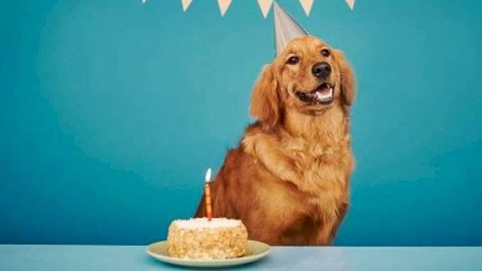 Así secalcula la verdadera edad "humana" de un perro