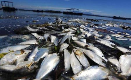Peces muertos en el río Paraná. Fuente: Noticias Ambientales